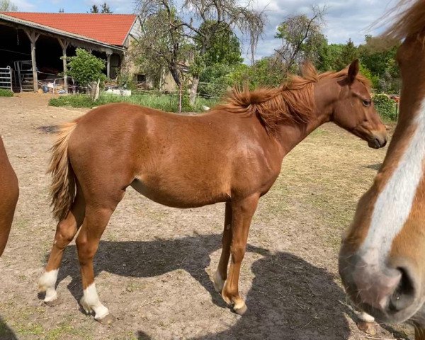 horse My little Melody (German Riding Pony, 2019, from Oosteinds Ricky)