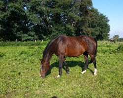 broodmare Sambuca di Brasil (Hanoverian, 2003, from San Brasil)