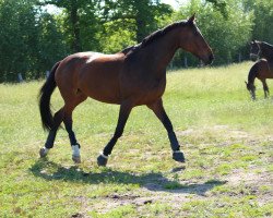 broodmare Lady Luna 11 (Hanoverian, 2000, from Lauries Crusador xx)