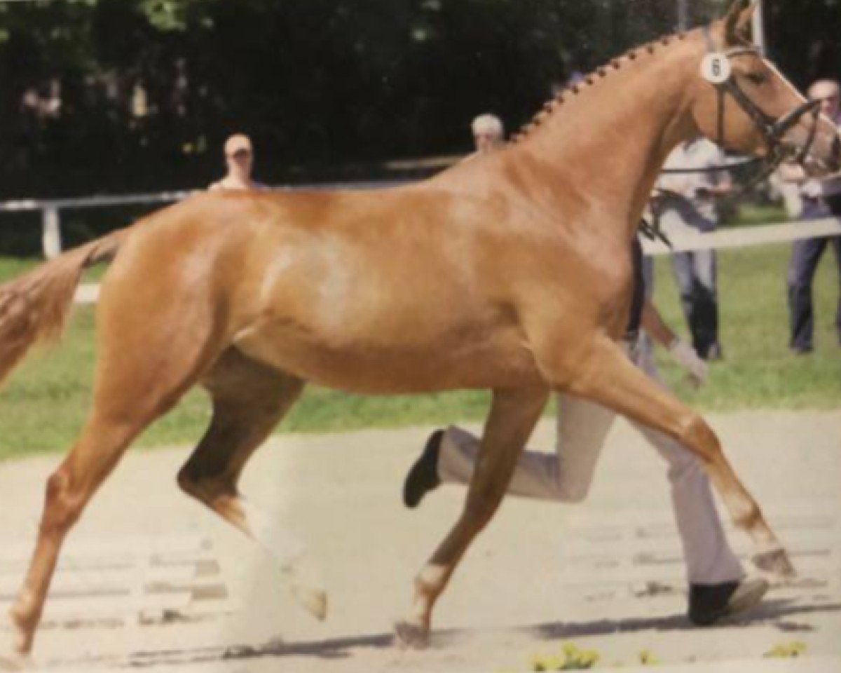 broodmare Walmeria II (Oldenburg show jumper, 2005, from Cordalme Z)