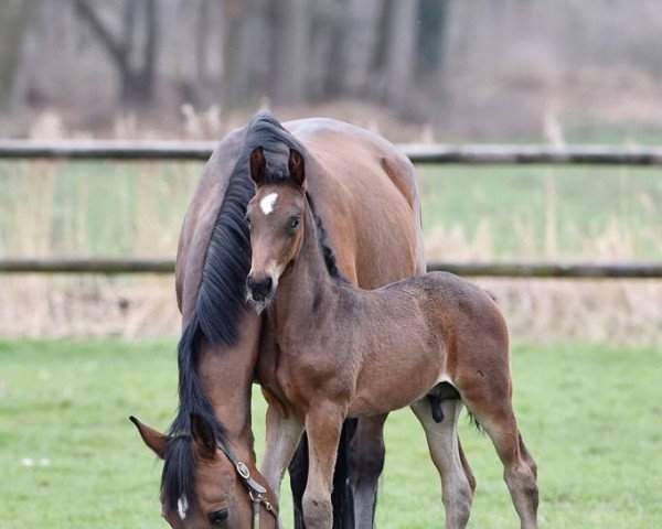 stallion Comme Sa Mere (Westphalian, 2015, from Comme il Faut)