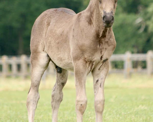 dressage horse Hilkens Drachenfeuer (German Riding Pony, 2020, from Designed in Black AT)