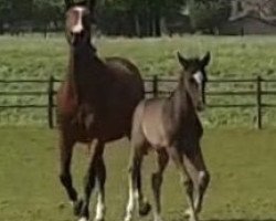 jumper Dangelo (Zangersheide riding horse, 2020, from Dominator 2000 Z)