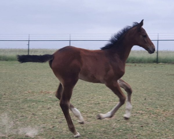 jumper Cassandra (Zangersheide riding horse, 2020, from Casino Grande)