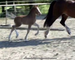 horse Meisterhof´s Henry (Welsh-Cob (Sek. D), 2020, from Trevallion Harry Potter)