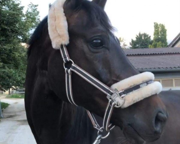 dressage horse St. Maurice (Hanoverian, 2008, from St. Moritz)