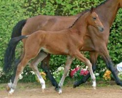 Springpferd Carestus Clarkson (Westfale, 2009, von Carell)