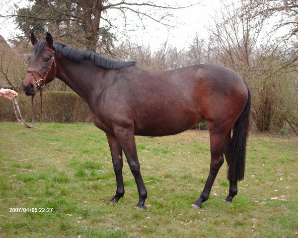 Pferd Hazel (Westfale, 2004, von Heraldik xx)