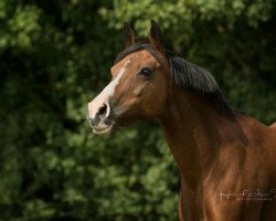 broodmare Top Nenzi (Westphalian, 2002, from Nantano)