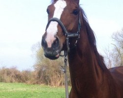 broodmare Locksley's Lieschen (Hanoverian, 2006, from Locksley I)