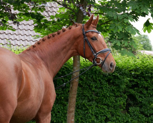 dressage horse First Lady 311 (Oldenburg, 2016, from Fürsten-Look)