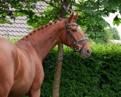 Dressurpferd First Lady 311 (Oldenburger, 2016, von Fürsten-Look)