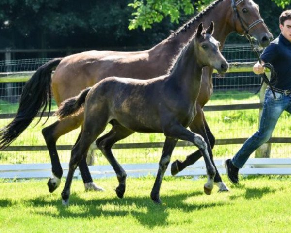 dressage horse Flin-Flon (Oldenburg, 2015, from Fürsten-Look)