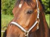 dressage horse Floris 4 (KWPN (Royal Dutch Sporthorse), 2010, from Namelus R)