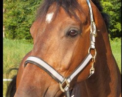 dressage horse Floris 4 (KWPN (Royal Dutch Sporthorse), 2010, from Namelus R)