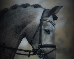 stallion D´Artagnan (Spanish Sport Horse, 2013, from Desperados FRH)