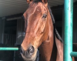 broodmare Collien 14 (German Sport Horse, 2004, from Colway Bold xx)