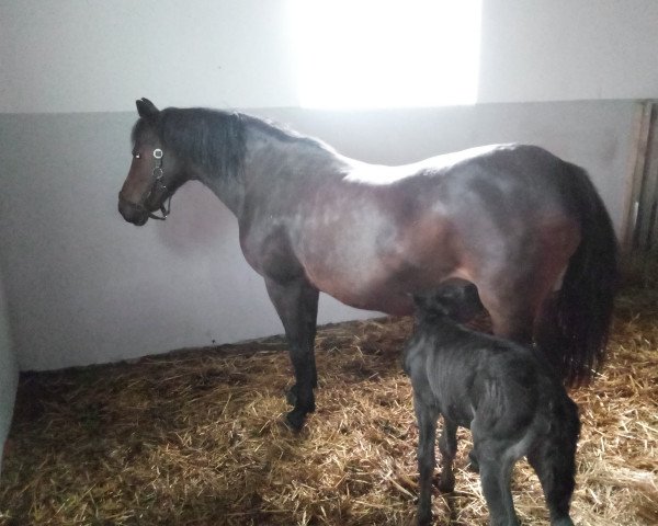 broodmare Nikola (German Riding Pony, 1998, from Homer)