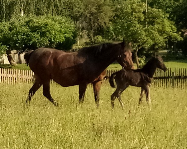 Dressurpferd Sohn von Dark Dornick (Deutsches Reitpony, 2020, von Dark Dornik)