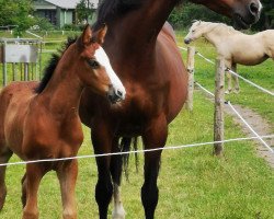 Pferd Leherfelds Nogger Choc (Deutsches Reitpony, 2020, von Neverland WE)