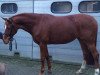 broodmare Dieandra W (Hanoverian, 2006, from Dacaprio)