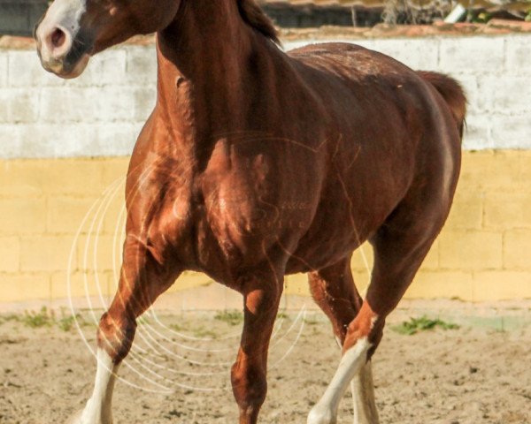 horse BRAVO (Hispano, 2009)