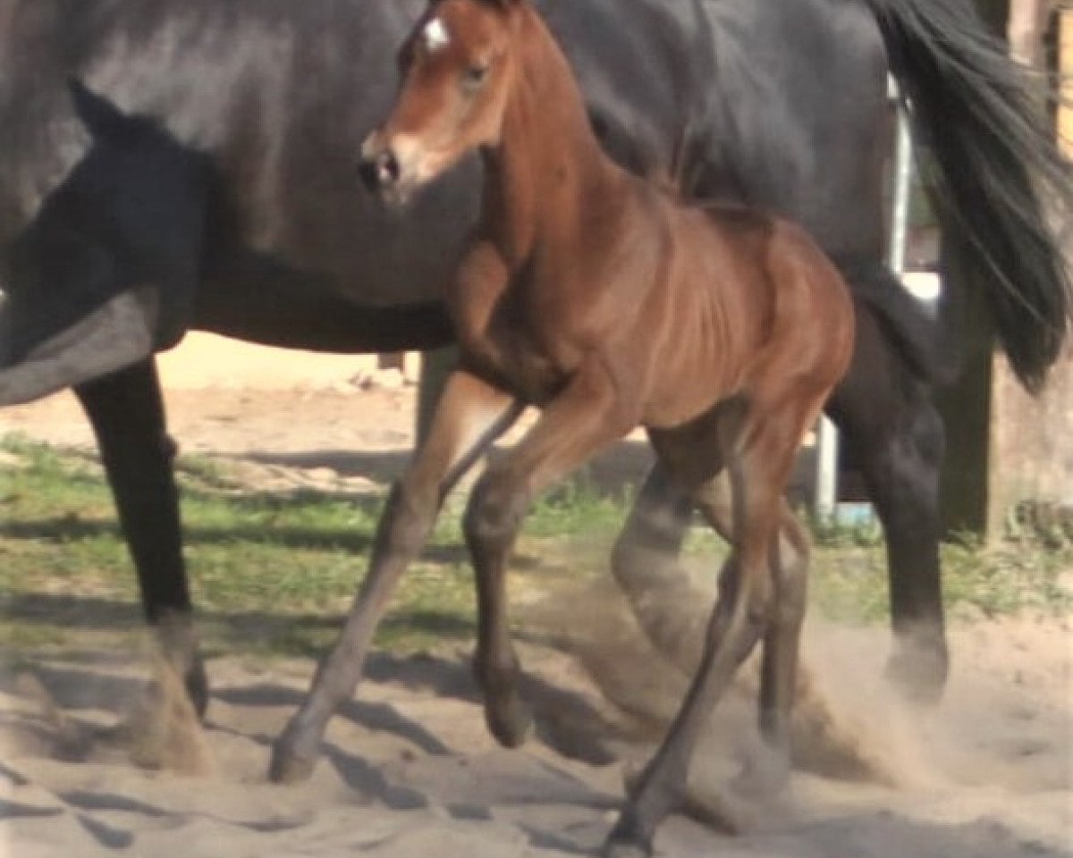 Pferd Avellino (Aprilscherz) (Trakehner, 2020, von Prince Patmos)