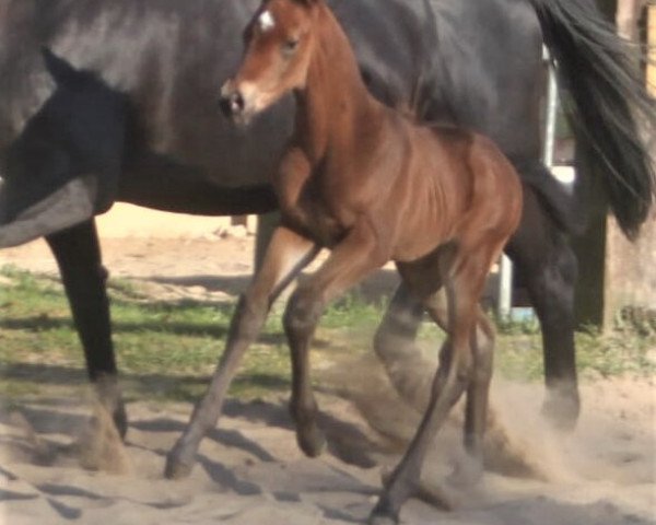 horse Avellino (Aprilscherz) (Trakehner, 2020, from Prince Patmos)