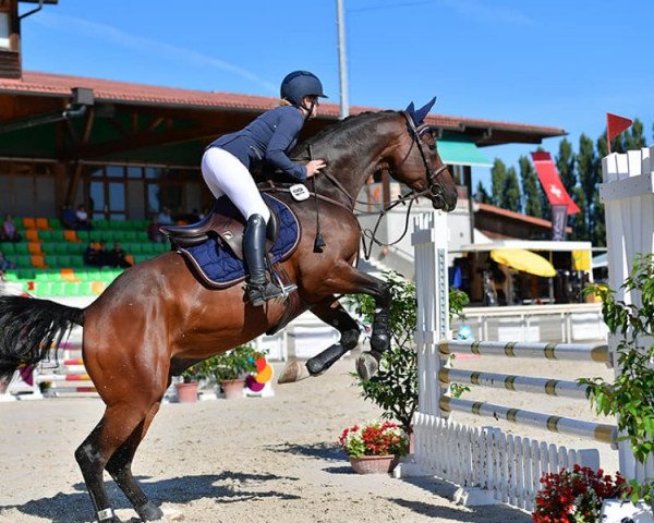 jumper Diacondo Zfk CH (Swiss Warmblood, 2015, from Diatendro)