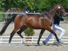 Springpferd Collindra Hk CH (Schweizer Warmblut, 2012, von Collindro R)