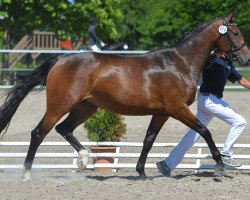 Springpferd Collindra Hk CH (Schweizer Warmblut, 2012, von Collindro R)