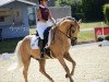 stallion Steendieks Colour Magic (German Riding Pony, 2013, from Steendieks Champ of Glory)