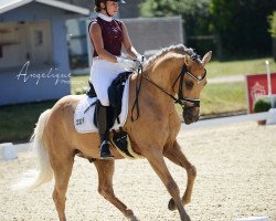 stallion Steendieks Colour Magic (German Riding Pony, 2013, from Steendieks Champ of Glory)