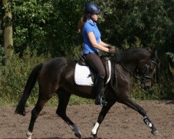 broodmare Steverheides Cashmere Touch (German Riding Pony, 2008, from Champ of Class)