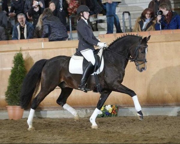 stallion VIP 2 (German Riding Pony, 1996, from Valido)
