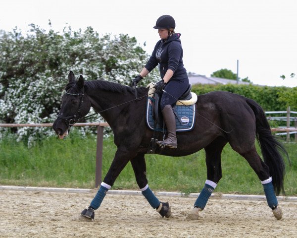 Pferd Comtesse A (Hessisches Warmblut, 1996, von Chairman)