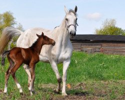 broodmare Ouvertuere (Mecklenburg, 2003, from Ovid)