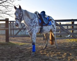 dressage horse Lucky Dun Skipp (unknown, 2009)