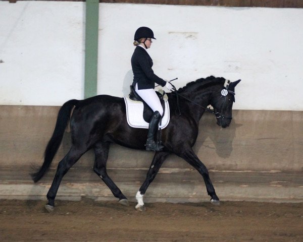 dressage horse Degenhard 4 (Hanoverian, 2013, from Dubarry 41)