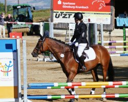 dressage horse Cinnamon 30 (unknown, 2010)