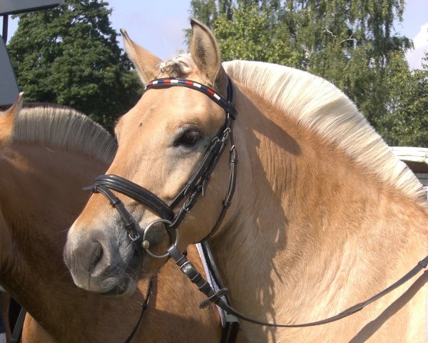 Pferd Malte (Fjordpferd, 2004, von Max FJH 691)