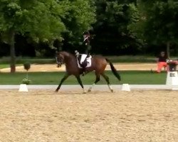 dressage horse Double Darling (German Riding Pony, 2015, from Drei D AT)