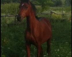 stallion Pjotr (Arabian thoroughbred, 2017, from Paparazzi 2008 ox)