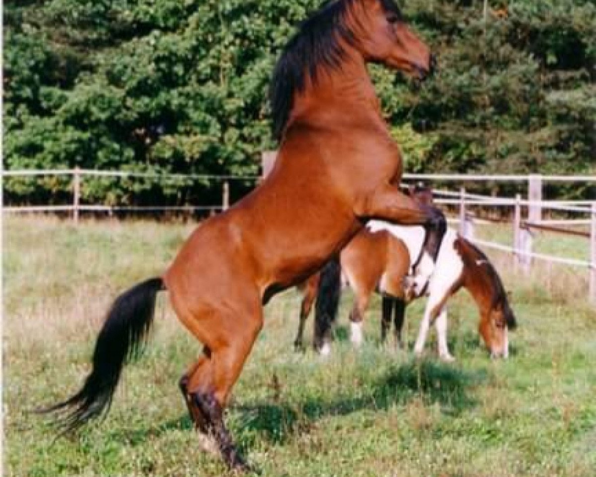 stallion El Zaragat ox (Arabian purebred, 1985, from Puszczyk ox)