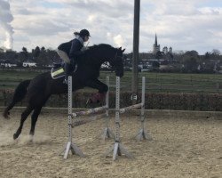 jumper Lucy Lu 8 (KWPN (Royal Dutch Sporthorse), 2009, from Apache)