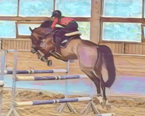 jumper la Cantina (Zangersheide riding horse, 2008, from Tailormade Lawito)