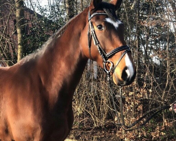 jumper Hengst von Cayetano L-Conteros-Calypso II (German Sport Horse, 2014, from Cayetano L)