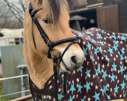 horse Dandelion (Fjord Horse, 2014, from Dylan)