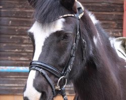 dressage horse Geysir (Lewitzer, 2006, from Allat al Ganschow)