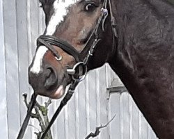 dressage horse Toni Lumumba (German Riding Pony, 2015, from Totilas)